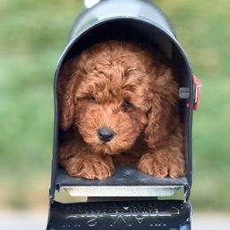 Robert aka Bobby - Apricot male Poodle puppy in Bettendorf, Iowa from Red Door Poodles