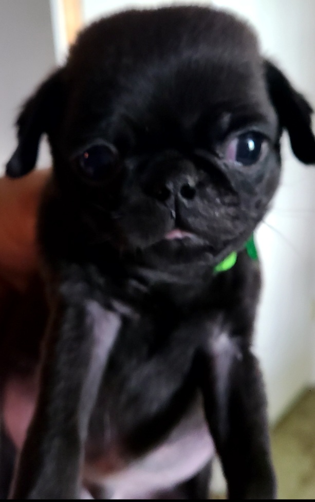 Pug Puppies from Morningsmile Kennels