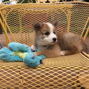 Icelandic Sheepdog Puppies from Greenbrier Icelandics