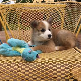 Icelandic Sheepdog Puppies from Greenbrier Icelandics