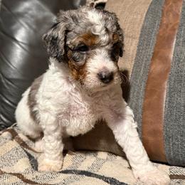 Aspen - Blue merle female Bernedoodle puppy in Jim Falls, Wisconsin from Pup Paw-fection