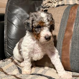 Aspen - Blue merle female Bernedoodle puppy in Jim Falls, Wisconsin from Pup Paw-fection