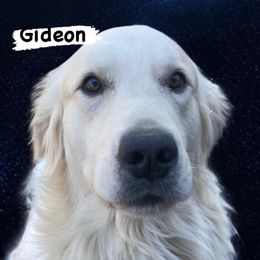 Mickey Mouse - Light golden male Golden Retriever puppy in Pleasant Hill, Missouri from KCs Golden Dream