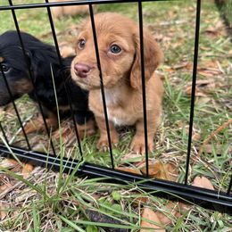 Chihuahua and Dachshund Puppies from Little Pawz, LLC