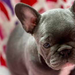 French Bulldogs from Williams French Bulldog Farm