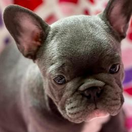 French Bulldogs from Williams French Bulldog Farm