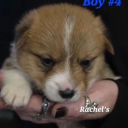 Puppy 4 - Red male Pembroke Welsh Corgi puppy in Buffalo, Wyoming from Diamond K Corgis
