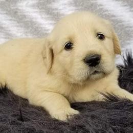 Golden Retriever Puppies from Robbin's Treasures