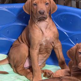 Girl 1 - Rd whtn brn nose female Rhodesian Ridgeback puppy in Caldwell, Idaho from Haley Gross's 	Rhodesian Ridgebacks and Minature Pinchers