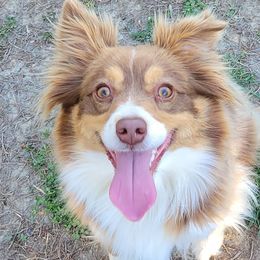 Toy Australian Shepherds from Old County Aussies