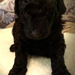 Babe - Black female Poodle puppy in Hartselle, Alabama from Phare Poodles