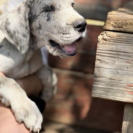 Merle female, light blue collar - Merle female Great Dane puppy in Wimberley, Texas from Heart of Texas Great Danes