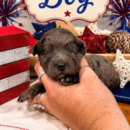 Rip - Blue merle male Aussiedoodle puppy in Abbeville, South Carolina from Double E Doodles