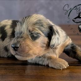 Onyx - Dapple male Dachshund puppy in Fultonville, New York from Sandy Aussies, Mini Dachshunds & Pomeranians