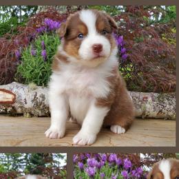 Tiptoe - Red tri-color Australian Shepherd puppy in Olympia, Washington from Echelon Australian Shepherds