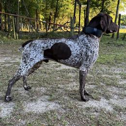 Louie - German Shorthaired Pointer