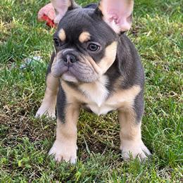 Storm - Blue female French Bulldog puppy in Indianapolis, Indiana from McDaniel Farm and Fowl
