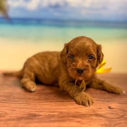 SpongeBob (Yellow Collar Male) - Red  male Goldendoodle puppy in Santa Clara, Utah from Desert Dawn Doodles