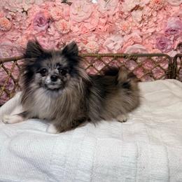 Asada - Pomeranian