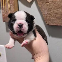 Forrest - Black brindle and white male Boston Terrier puppy in Billings, Missouri from Azaleas Euro Boxers & Boston Terriers