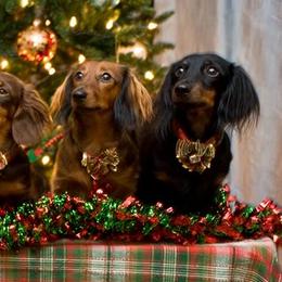 Dachshunds from Proud Lake Dachshunds