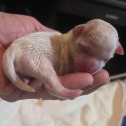 River - White male Mal-Shi puppy in Belleville, Michigan from Michigan Maltese Puppies