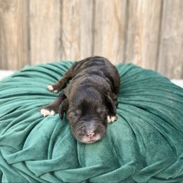 Gunnar - Merle male Australian Labradoodle puppy in Wamego, Kansas from Doodles of Oz