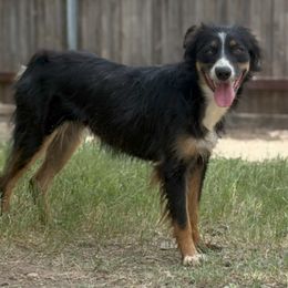 Rosie - Australian Shepherd