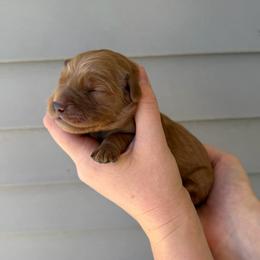 Male 4 - Golden male Golden Retriever puppy in Utah from Deseret Peak Goldens