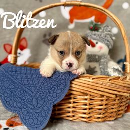 Pembroke Welsh Corgi Puppies from At Ease Acres