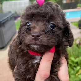 Poodles from Twisted Sisters Kennel