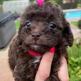 Poodles from Twisted Sisters Kennel