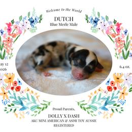 Dutch - BMM1 - Blue merle male Toy Australian Shepherd puppy in Nacogdoches, Texas from TK Standard, Mini, & Toy Aussies