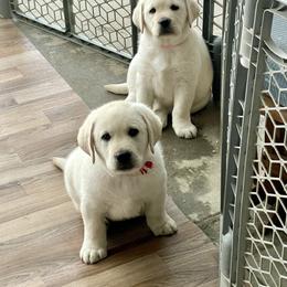 Labrador Retriever Puppies from Heather Luis