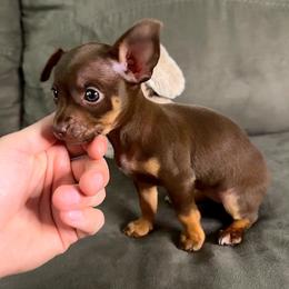 Tiny Teacup Tilly - Chocolate and tan female Chihuahua puppy in Alvord, Alabama from Gift of Gods Favor