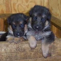 German Shepherd Puppies from Grum Majestat's German Shepherds