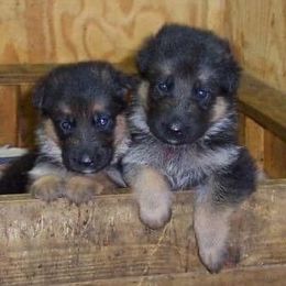 German Shepherd Puppies from Grum Majestat's German Shepherds