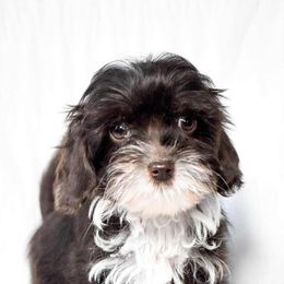 Rooster - Brown white and tan male Cockapoo puppy in Ellensburg, Washington from Dawn to Dusk Cockapoos