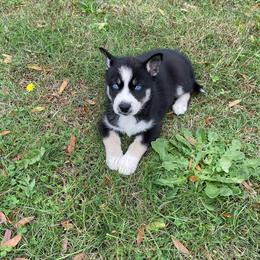 Siberian Husky Puppies from Dacogetic