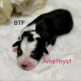 Amethyst - Black tri female Miniature Australian Shepherd puppy in Chino Valley, Arizona from BlueZion Aussies