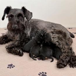 Bee-atrice  - AKC - Yellow Collar - Black and silver female Miniature Schnauzer puppy in Wheeler, Wisconsin from Sue’s Miniature Schnauzers