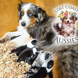 Lavender - Black tri female Miniature American Shepherd puppy in Ferndale, California from Lost Coast Aussies