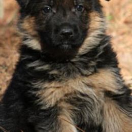 German Shepherds from Von Den Oher Tannen