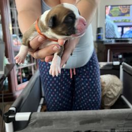 Boxer Puppies from Amy's Boxers
