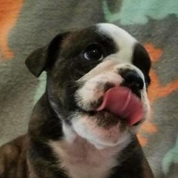 Bulldogs from Heritage Bulldogs