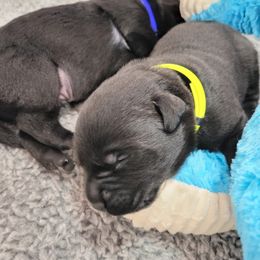Boy 2 - Labrador Retriever puppy in Honea Path, South Carolina from Cedar Ridge Retrievers