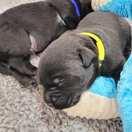 Boy 2 - Labrador Retriever puppy in Honea Path, South Carolina from Cedar Ridge Retrievers