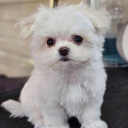 Mugsy - White male Maltese puppy in St. Cloud, Florida from K and E Small Breed Puppies