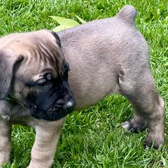 Boy 2 - Boerboel puppy in Lake View, New York from Coomore Boerboels