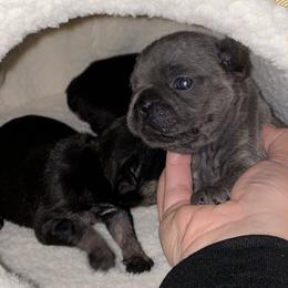 French Bulldog Puppies from Lovemyfrenchies